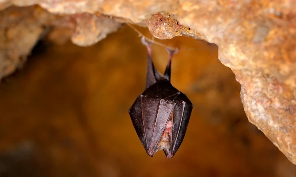 Η νέα πανδημία ενδέχεται να προκύψει από τον ιό Μάρμπουργκ – Εντοπίστηκε σε νυχτερίδες στο «πιο θανατηφόρο σπήλαιο του κόσμου» (Βίντεο)